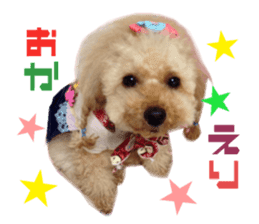 Real DOG Toy Poodle No.4 sticker #15842548