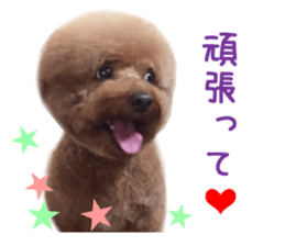 Real DOG Toy Poodle No.4 sticker #15842549
