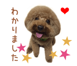 Real DOG Toy Poodle No.4 sticker #15842550