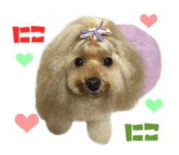 Real DOG Toy Poodle No.4 sticker #15842551