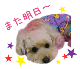 Real DOG Toy Poodle No.4 sticker #15842552