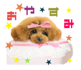 Real DOG Toy Poodle No.4 sticker #15842553