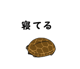 The child of a turtle"LunLun" sticker #15846286