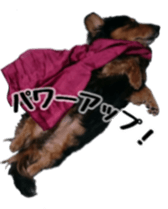 The feigned ignorance dachshund sticker #15847770