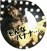 The feigned ignorance dachshund sticker #15847771