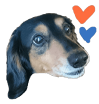 The feigned ignorance dachshund sticker #15847773