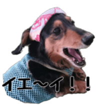 The feigned ignorance dachshund sticker #15847774