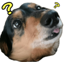 The feigned ignorance dachshund sticker #15847776