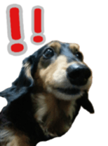 The feigned ignorance dachshund sticker #15847777