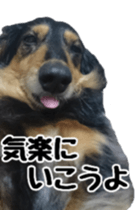 The feigned ignorance dachshund sticker #15847778