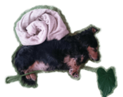 The feigned ignorance dachshund sticker #15847779