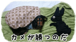 The feigned ignorance dachshund sticker #15847780