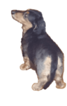 The feigned ignorance dachshund sticker #15847781