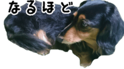 The feigned ignorance dachshund sticker #15847782