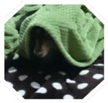 The feigned ignorance dachshund sticker #15847784