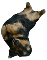 The feigned ignorance dachshund sticker #15847786