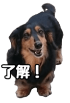 The feigned ignorance dachshund sticker #15847787