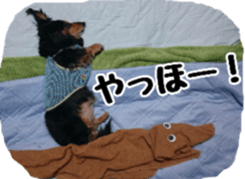 The feigned ignorance dachshund sticker #15847788