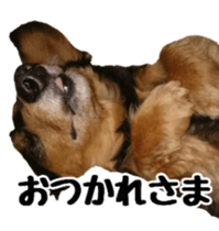 The feigned ignorance dachshund sticker #15847789