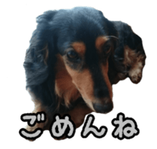 The feigned ignorance dachshund sticker #15847790