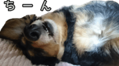 The feigned ignorance dachshund sticker #15847791