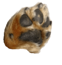 The feigned ignorance dachshund sticker #15847792