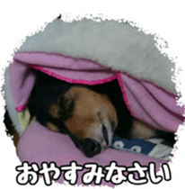 The feigned ignorance dachshund sticker #15847793