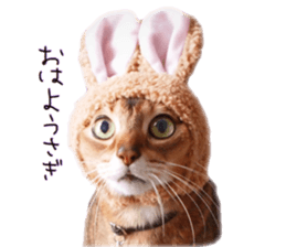 Mofumofu's of everyday sticker #15848682