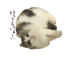 Mofumofu's of everyday sticker #15848684