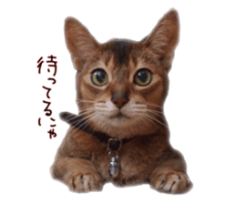 Mofumofu's of everyday sticker #15848685