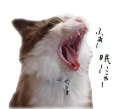 Mofumofu's of everyday sticker #15848686