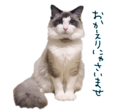 Mofumofu's of everyday sticker #15848689