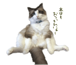 Mofumofu's of everyday sticker #15848692