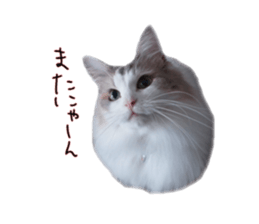 Mofumofu's of everyday sticker #15848693