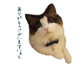 Mofumofu's of everyday sticker #15848695