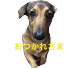 expressive Nuts 2 sticker #15849669