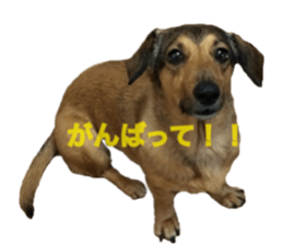 expressive Nuts 2 sticker #15849671