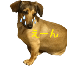 expressive Nuts 2 sticker #15849675