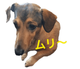 expressive Nuts 2 sticker #15849686