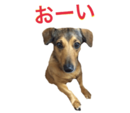 expressive Nuts 2 sticker #15849688