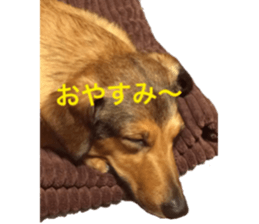 expressive Nuts 2 sticker #15849694