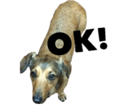 expressive Nuts 2 sticker #15849696