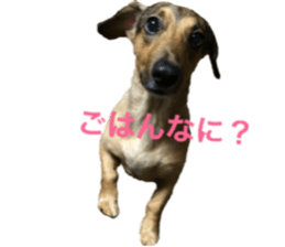 expressive Nuts 2 sticker #15849700