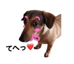 expressive Nuts 2 sticker #15849705