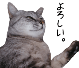 Cat Sima sticker #15851586