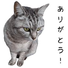Cat Sima sticker #15851588