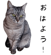 Cat Sima sticker #15851589