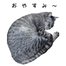 Cat Sima sticker #15851590