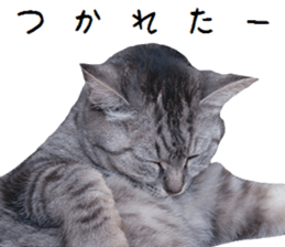 Cat Sima sticker #15851592