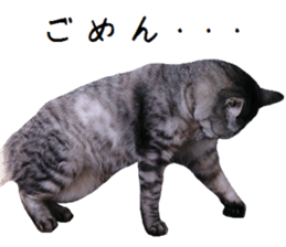 Cat Sima sticker #15851593